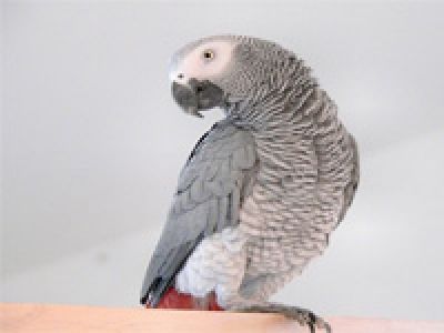 african grey parrots for good homes