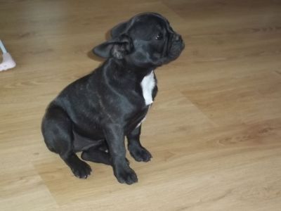 Affectionate Male and Female French Bulldog puppies For Re-homing.