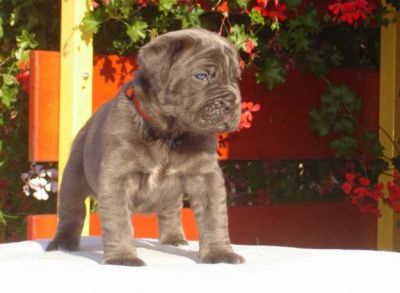Adorable Male And Female  Neapolitan Mastiff Puppies For Sale