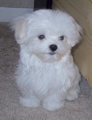 male and female Maltese puppies for any loving and caring home