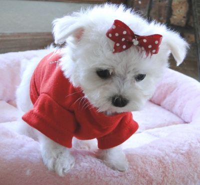 Adorable pair of maltese puppies for sale