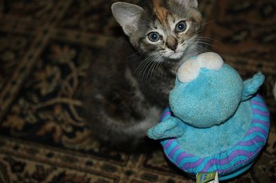 Manx Kitten 8 weeks old Ginger/grey/Tabby Wormed/kitty litter trained
