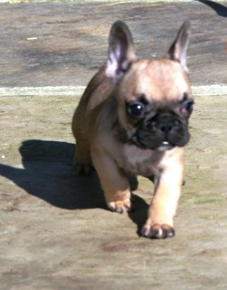 12  weeks old french bull dog puppies for sale