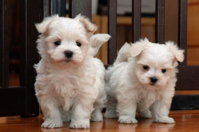 charming and adorable lovely male and female Maltese puppies available for adoption