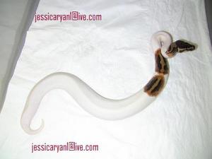 cute and adorable Ball ,Piebald and Albino pythons for adoption