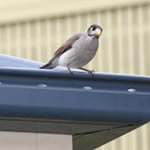 Best Gutter Guard in Sydney