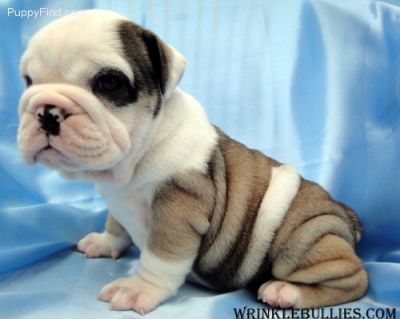 gentle english bulldog puppies for sale now