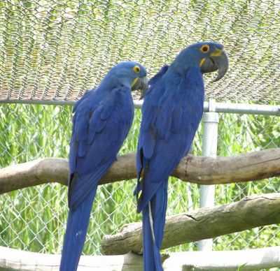   Exotic Macaw parrot birds available