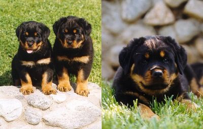 Home Raised Rottweiler Puppies For New Homes.