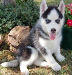  Beautiful Siberian Husky Puppies now ready for good homes