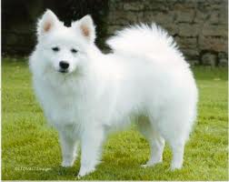 Adorable Japanese Spitz Puppies for sale