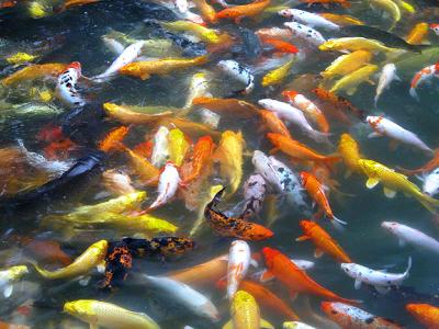 Magnificent Koi Fishes For sale.