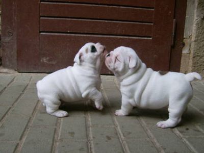 Male and Female English Bulldog Puppies Free Adoption