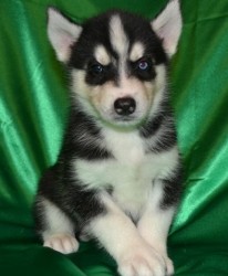 Adorable Male and Female Siberian Husky puppies for sale
