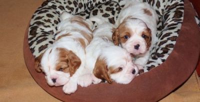 Cavalier King Charles Spinel Pups Ready To Go Now