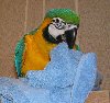  Adorable Hyacinth Macaw Parrots For Sale