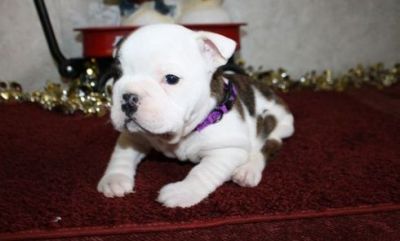Adorable English Bulldog Puppies For Homes Now