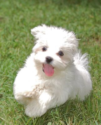 maltese puppies for adoption