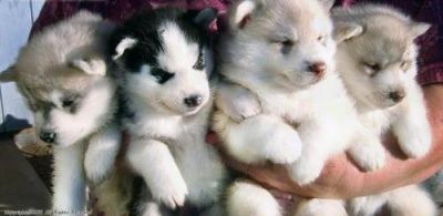 amazing siberian husky puppies for sale