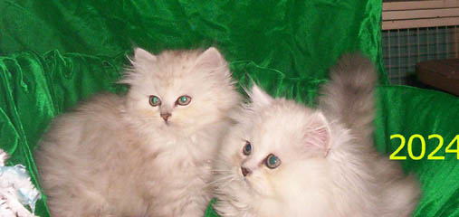Persian Chinchilla kittens for sale