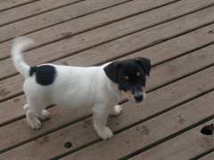 Jack Russell Terrier puppies for sale.