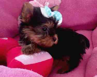 Tiny New Year Tea-cup Yorkie Puppies