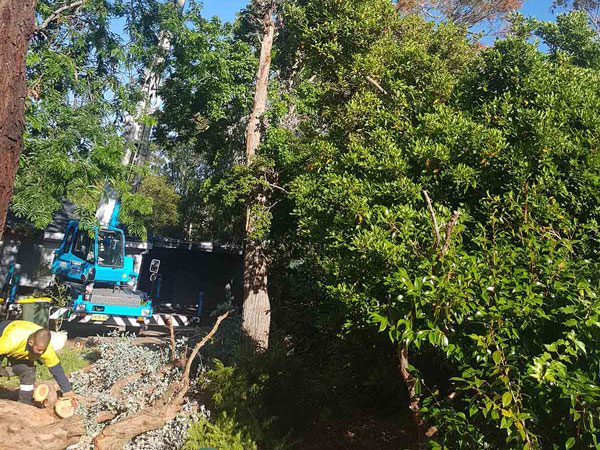 Solutions Arborist Services & Tree Removal