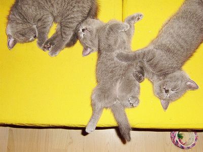 Affectionate Male and Female British shorthair kittens Available