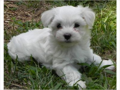 Incredibly tiny teacup maltese