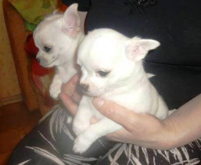 CUTE WHITE Chihuahua Puppies for a caring home