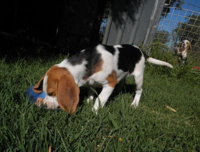 PEDIGREE BEAGLE PUPPIES LOOKING FOR GOOD HOMES