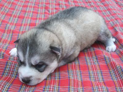 Siberian Husky Puppy