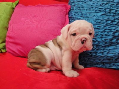 beautiful english bulldog for australia kids 