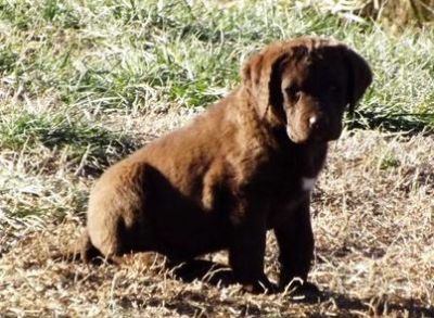 Sugar and  lovely Chesapeake Bay Retriever Puppies ready to go