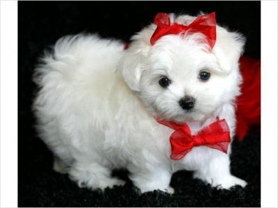 Maltese puppies for sale