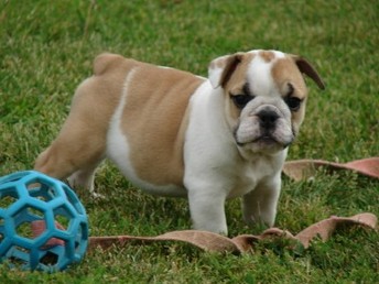 Quality English Bulldog Puppies!