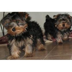 Adorable teacup yorkie puppies for adoption to good homes
