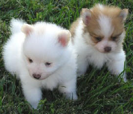 Pomeranian Puppies For Sale