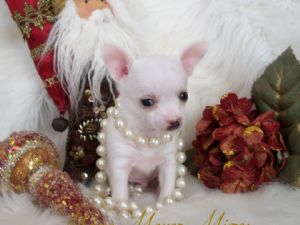 beautiful male and female Tiny chihuahua puppies for  christmass