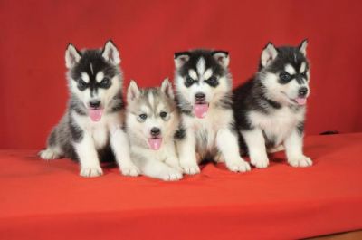 Lovely Blue Eyes Siberian Husky Puppies for rehoming 