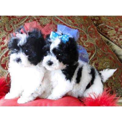 Home raised and marvelous maltipoo puppies for loving homes.
