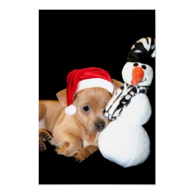 lovely chihuahua puppies need an X-mas home !!!!!!