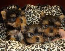 teacup  yorkie puppies for free adoption.