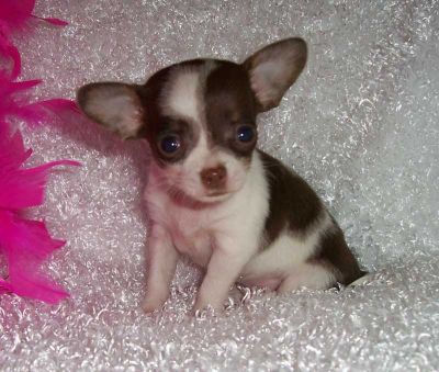 chihuahua  puppies
