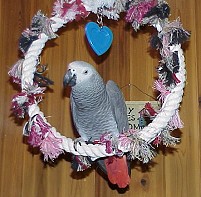 Two African grey parrots available for sale 
