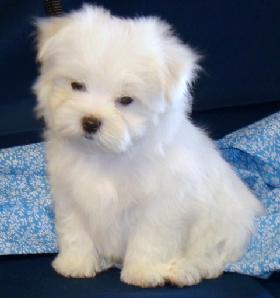 Healthy Maltese Puppies For New Homes Available.