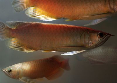 Cheap Super red Arowana for sale 