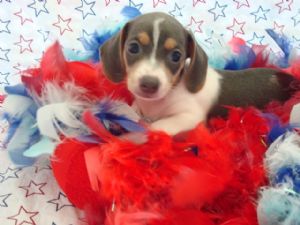 MINI DACHSHUND PUPPIES