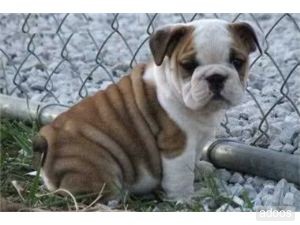PURE BREED ENGLISH BULLDOG PUPPIES