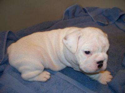 english bulldogs puppies for sale